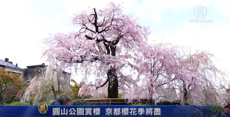 圓山公園賞櫻  京都櫻花季將盡