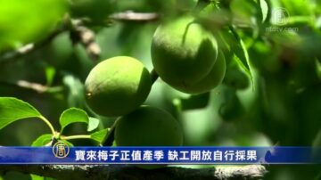 寶來梅子正值產季 缺工開放自行採果