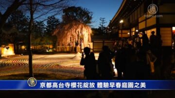 京都高台寺樱花绽放 体验早春庭园之美