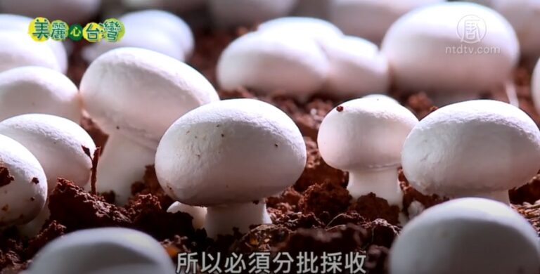 美麗心台灣：挑戰有機洋菇 楊翔喻不計得失 全家打拼