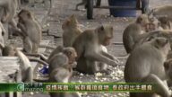 【大千世界】疫情挨餓？猴群瘋搶食物 泰政府出手餵食