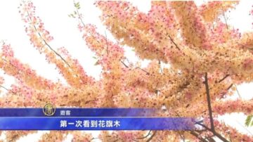 平地「三月櫻」 花旗木夢幻花海繽紛盛開