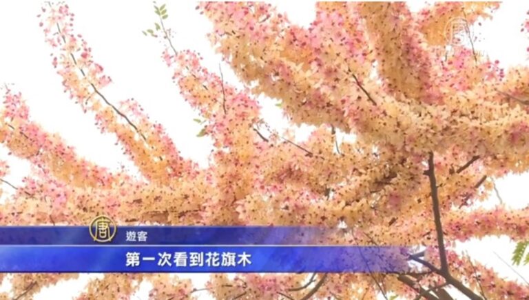 平地「三月櫻」 花旗木夢幻花海繽紛盛開