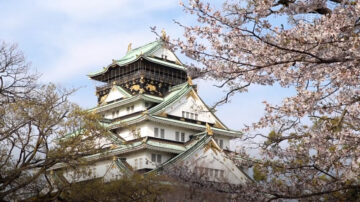 大阪城公園櫻花紛飛 寂靜中花團錦簇