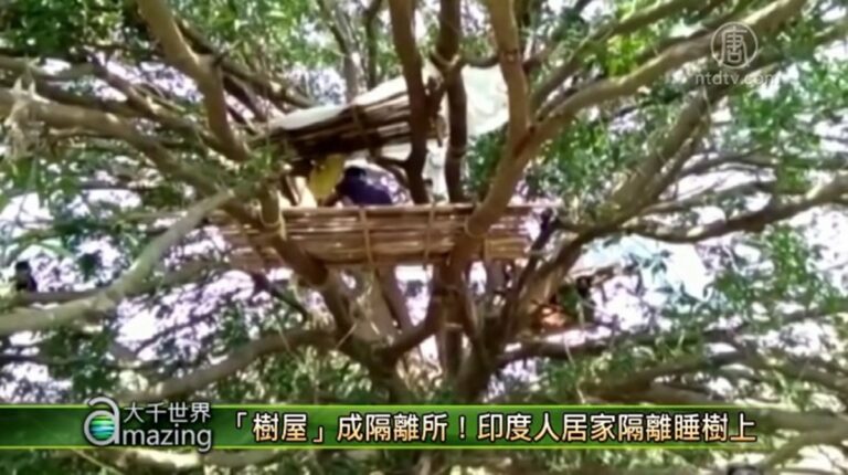 【大千世界】「樹屋」成隔離所 印度人居家隔離睡樹上