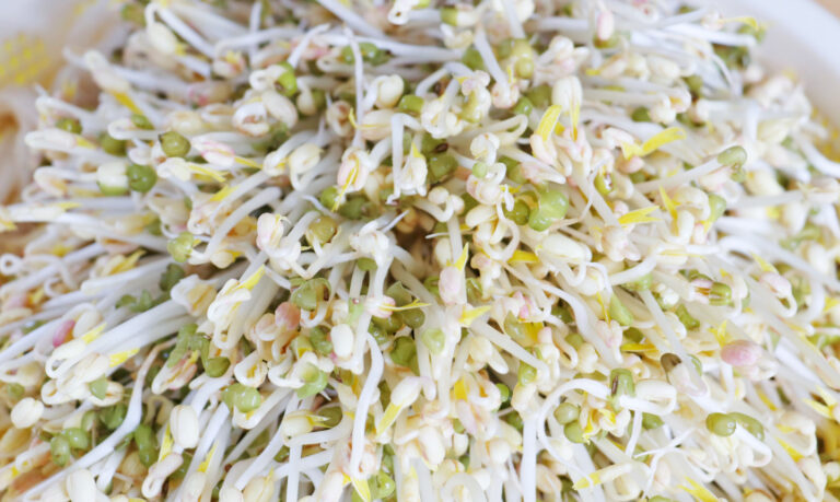 【美食天堂】種豆芽菜的方法～只需三天！十分簡單！家常料理食譜 一學就會
