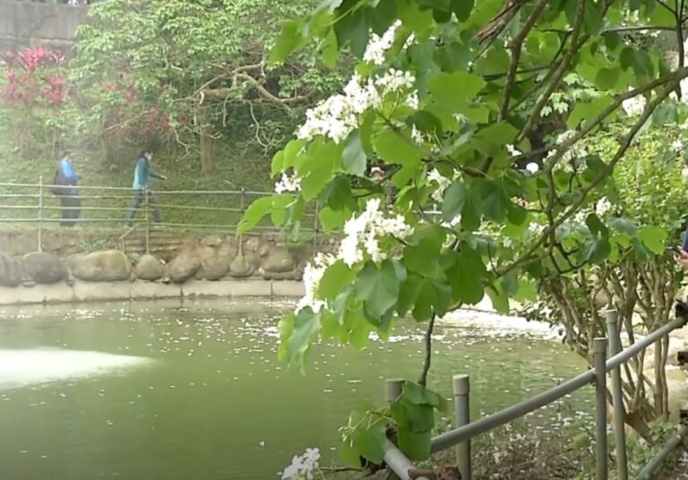 油桐花盛開迎賓 把握浪漫「五月雪」正當時