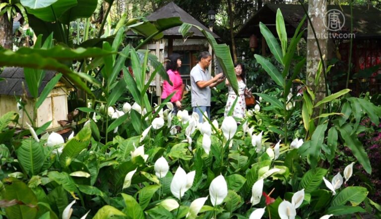 雲林古坑賞花祕境 白鶴芋花海盛開