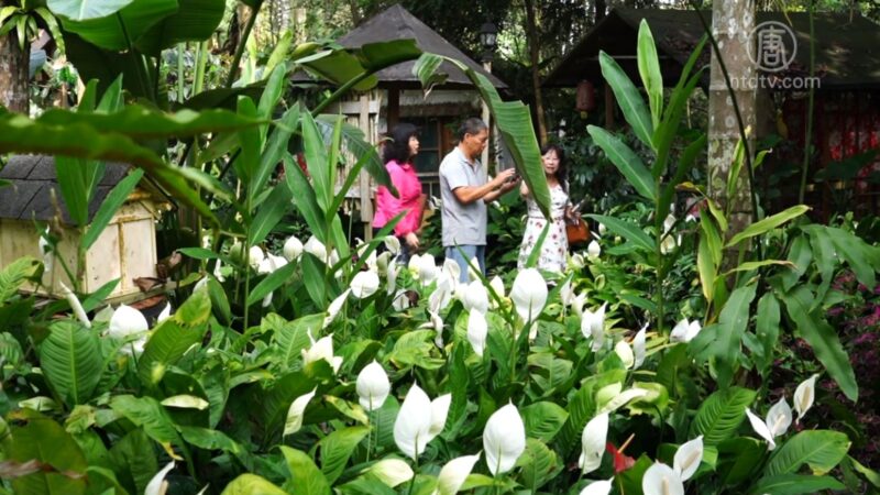 云林古坑赏花秘境 白鹤芋花海盛开