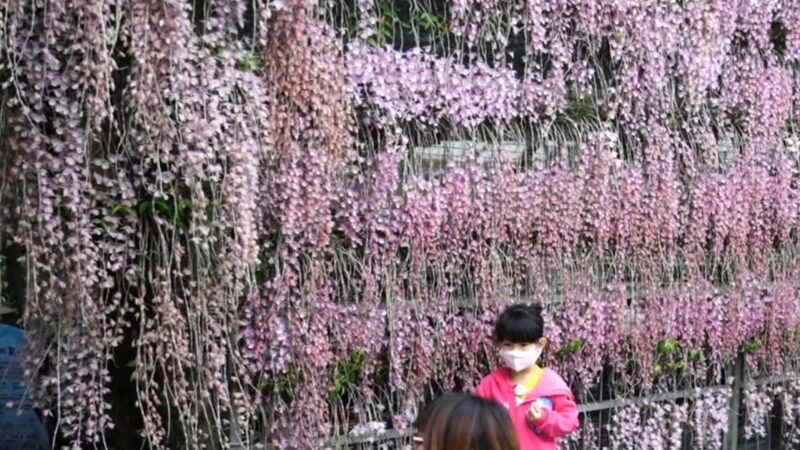 2000株石斛蘭瀑布美景壯觀  雲林打卡新祕境