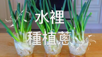 【美食天堂】水裡種植蔥的方法～種一次吃永遠！家常料理食譜 一學就會