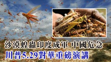 【西岸观察】沙漠蝗虫印度成军 下一站会是中国吗？6亿人月收入才1000元 李克强罕见哭穷