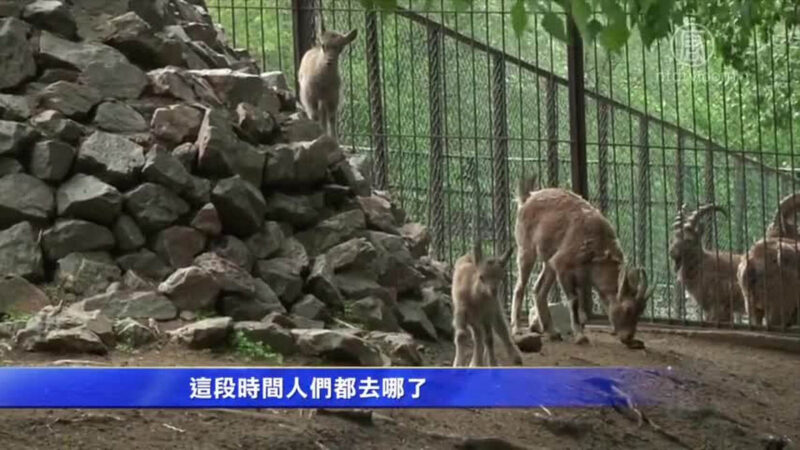 俄羅斯動物園 疫情期迎來動物新生潮