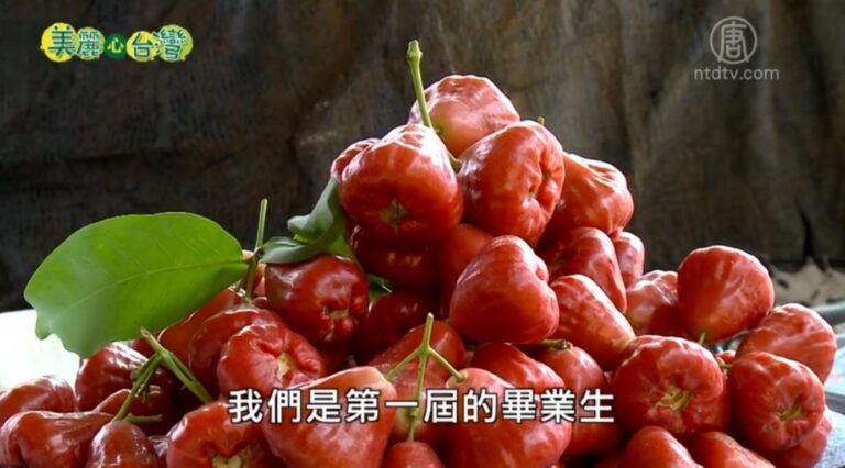 美麗心台灣：余志忠的鹽水蓮霧 朱國寶 推行檳榔園間作黃金果