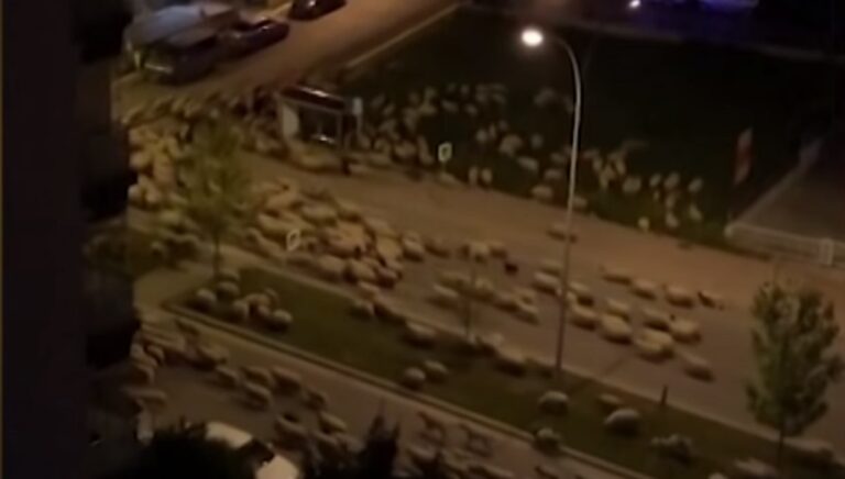 土耳其禁足令下 羊群咩咩叫佔領街道