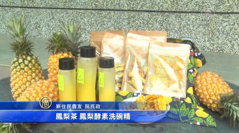 丈夫車禍受傷 新住民種鳳梨撐起一片天