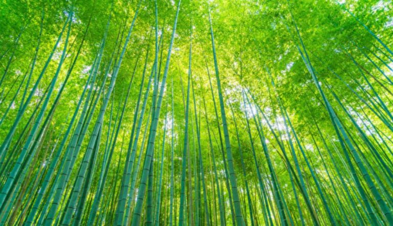 君子風骨 堅守臣節 寧死不事二主的大丈夫