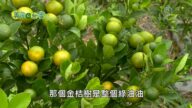 美丽心台湾: 有机无毒的世界 无毒金桔加工 带动社区发展