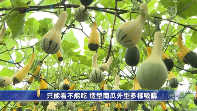 只能看不能吃 造型南瓜外型多樣吸睛