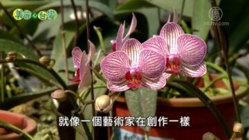 美丽心台湾：兰花育种展创意 龚泰文兰花生涯多缤纷