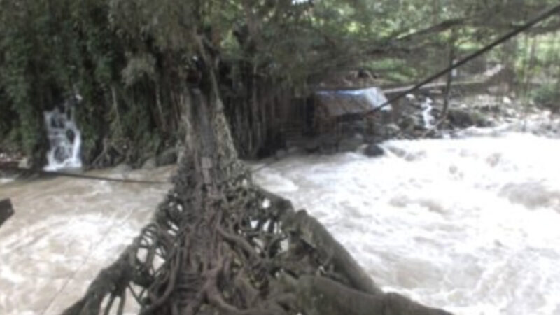 印尼神奇灵树 树根成桥助村民过河（视频）