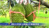 耕耘七年有成 台湾猫山王榴梿终问世