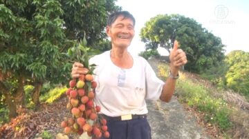 千歲農友相互研種 承傳旗山紅瓦厝荔枝