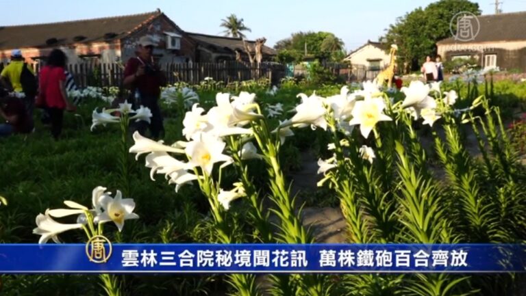 雲林三合院秘境聞花訊 萬株鐵砲百合齊放