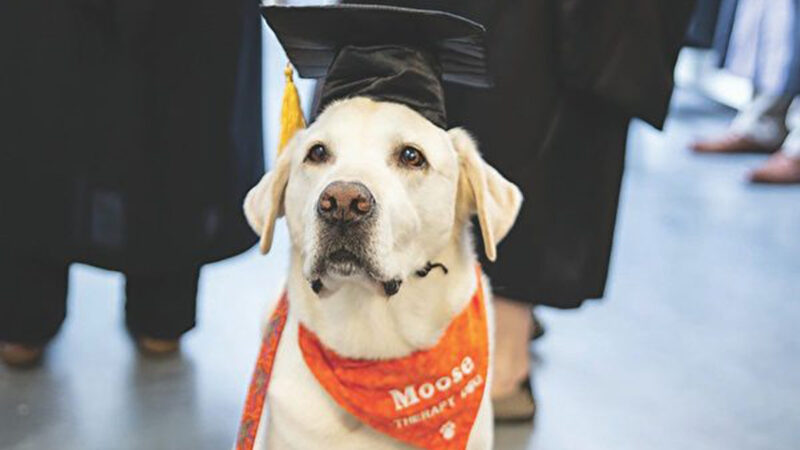 帮助无数学生 美国治疗犬获颁荣誉博士学位