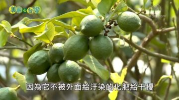 美麗心台灣：有機耕作苦樂參半 楊淑貞欣慰找回原始味