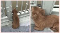 主人跳桥亡 武汉忠犬目睹全程 桥上痴等数日(视频)
