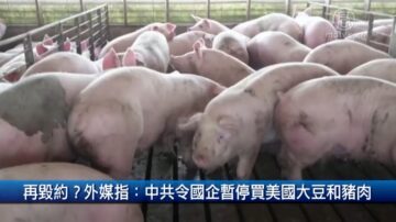 財經100秒: 再毀約？外媒指：中共令國企暫停買美國大豆和豬肉