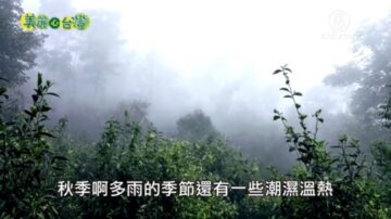 美麗心台灣：珍愛山茶天然原味 李勇德夫婦堅持自然農法