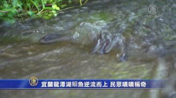 宜兰龙潭湖鲴鱼逆流而上 民众啧啧称奇