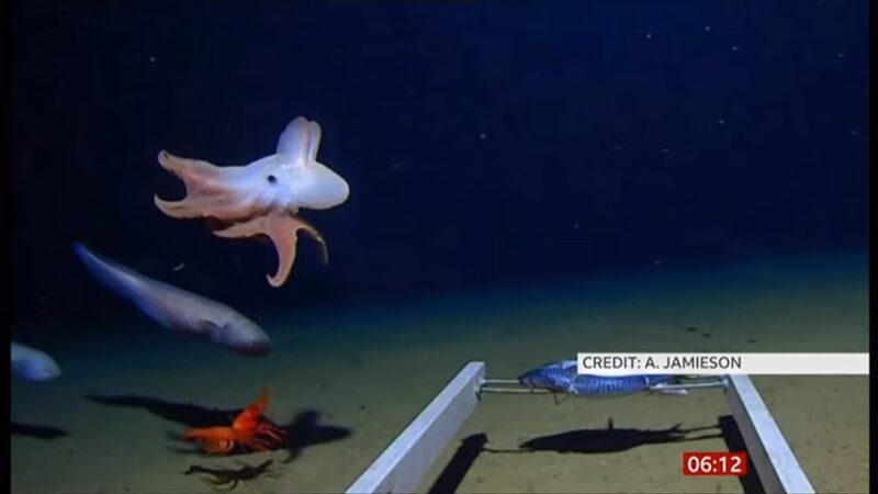 创最深纪录 海底7000米处发现小飞象章鱼
