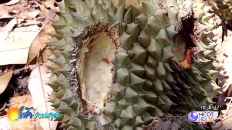 「飛鼠撞榴槤」慘照瘋傳 業者揭真相超傻眼