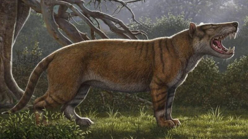 肯尼亞發現一個從未被人知曉的物種：史前巨獅 重1.5噸