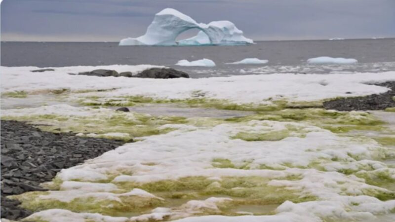 冰天雪地的南极令人不安的变绿了！