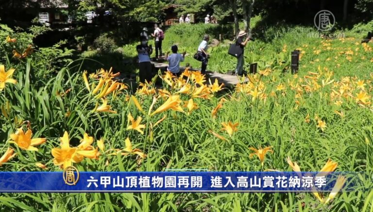 六甲山頂植物園再開 進入高山賞花納涼季