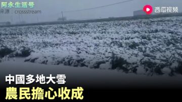 黨媒報小麥「豐收」畝產1700斤 評論區意外「翻車」