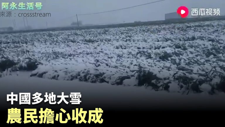 黨媒報小麥「豐收」畝產1700斤 評論區意外「翻車」