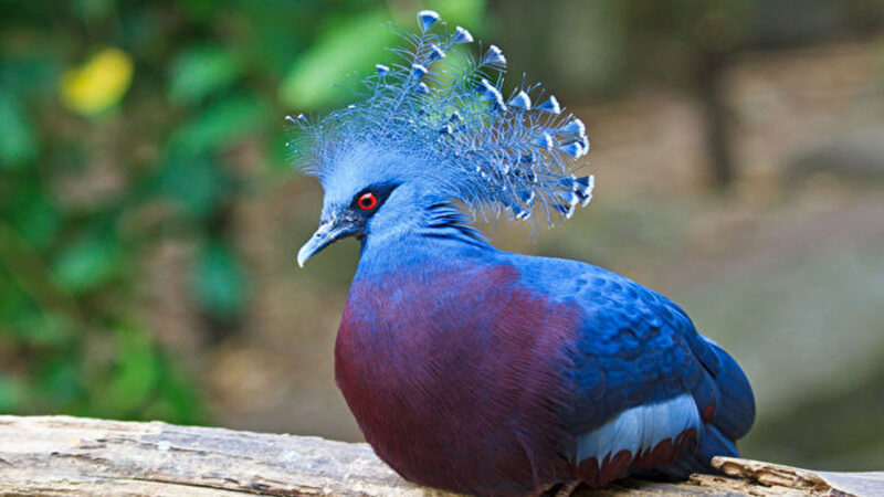 太美了！15种造型奇特的鸽子，你见过几种？