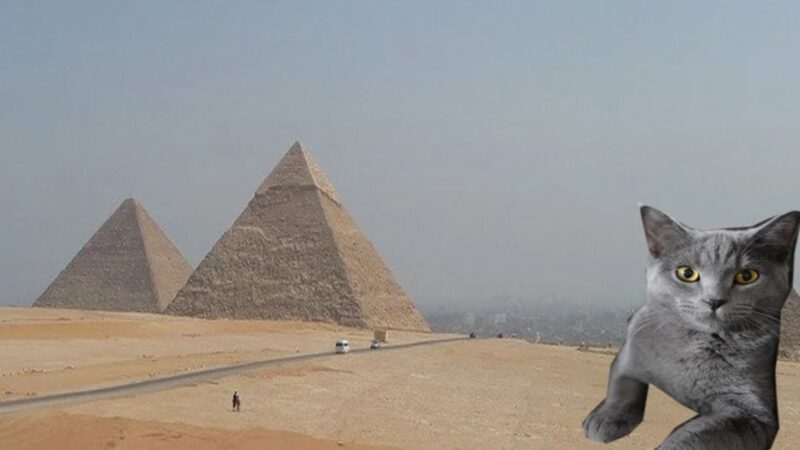 神祕金字塔的帝王谷發現活了4000年的貓？