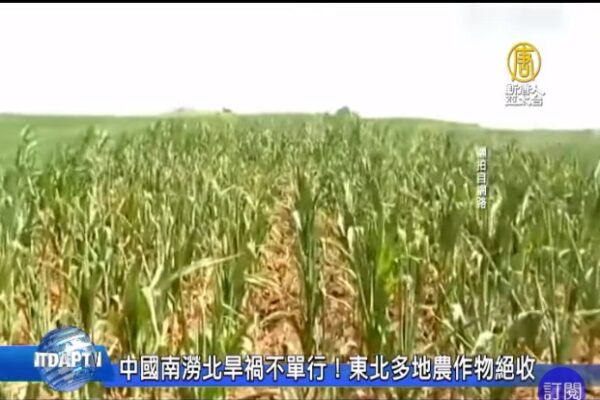 中國南澇北旱禍不單行！東北多地農作物絕收