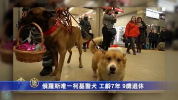 俄罗斯唯一柯基警犬 工龄7年 9岁退休