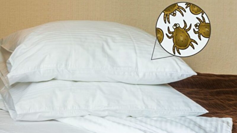床单多久洗一次才卫生？清洁寝具的方法