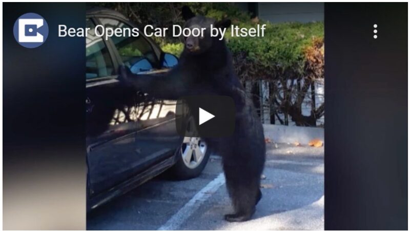 野生熊打开汽车门 车主高处急吼把它吓跑（视频）