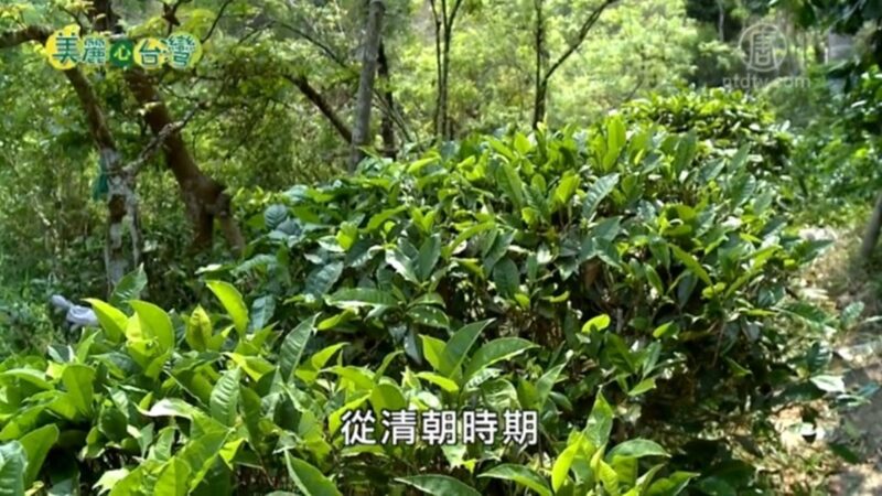 美丽心台湾：世代承传美浓原生山茶