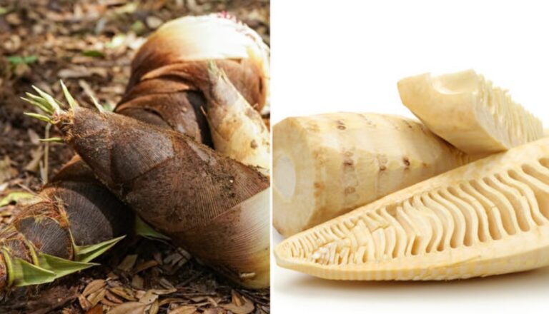 竹筍減重解毒、防腸癌 醫師的4種筍食用攻略（組圖）