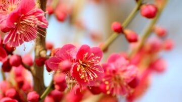 《梅花诗》道破天机 世人多是天上来